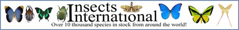 http://www.insectsinternational.com/